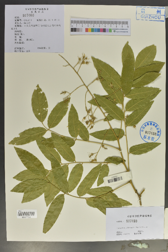 Platyosprion platycarpum