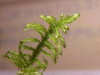 Pseudoscleropodium
