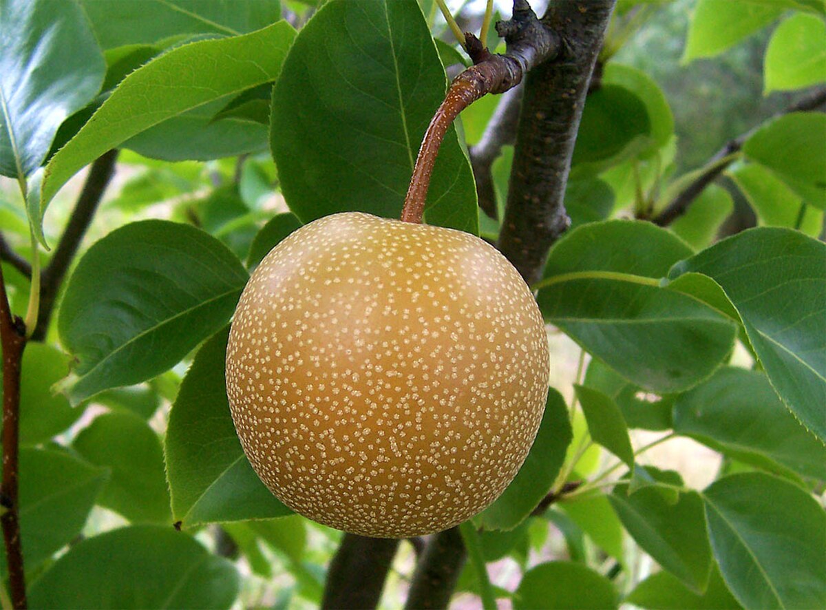 Pyrus pyrifolia Hongxiangsu