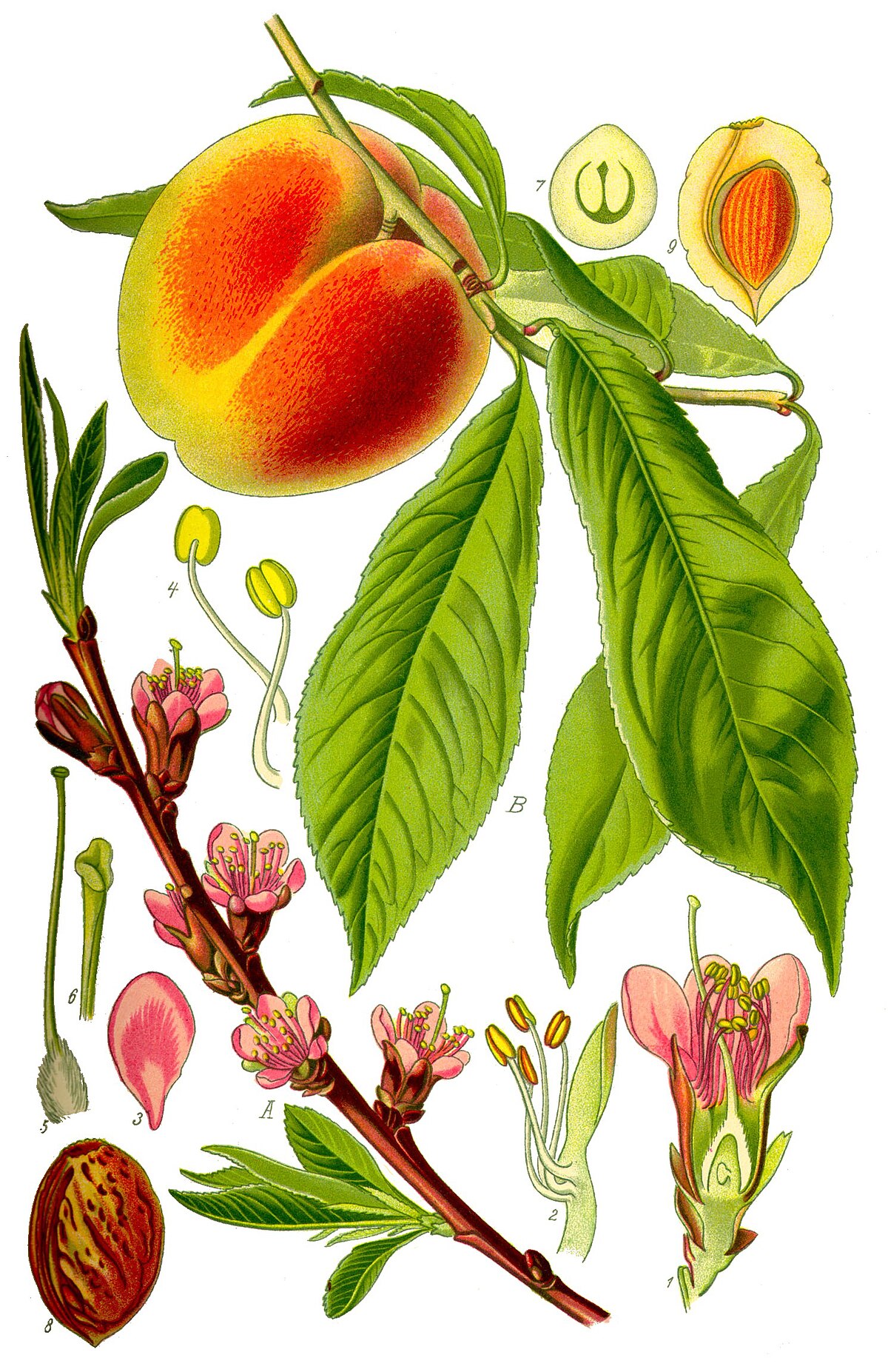 Prunus persica