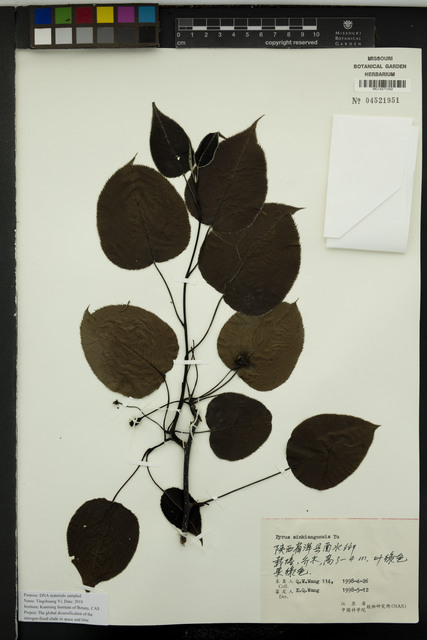 Pyrus × sinkiangensis