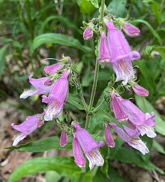 Penstemon smallii