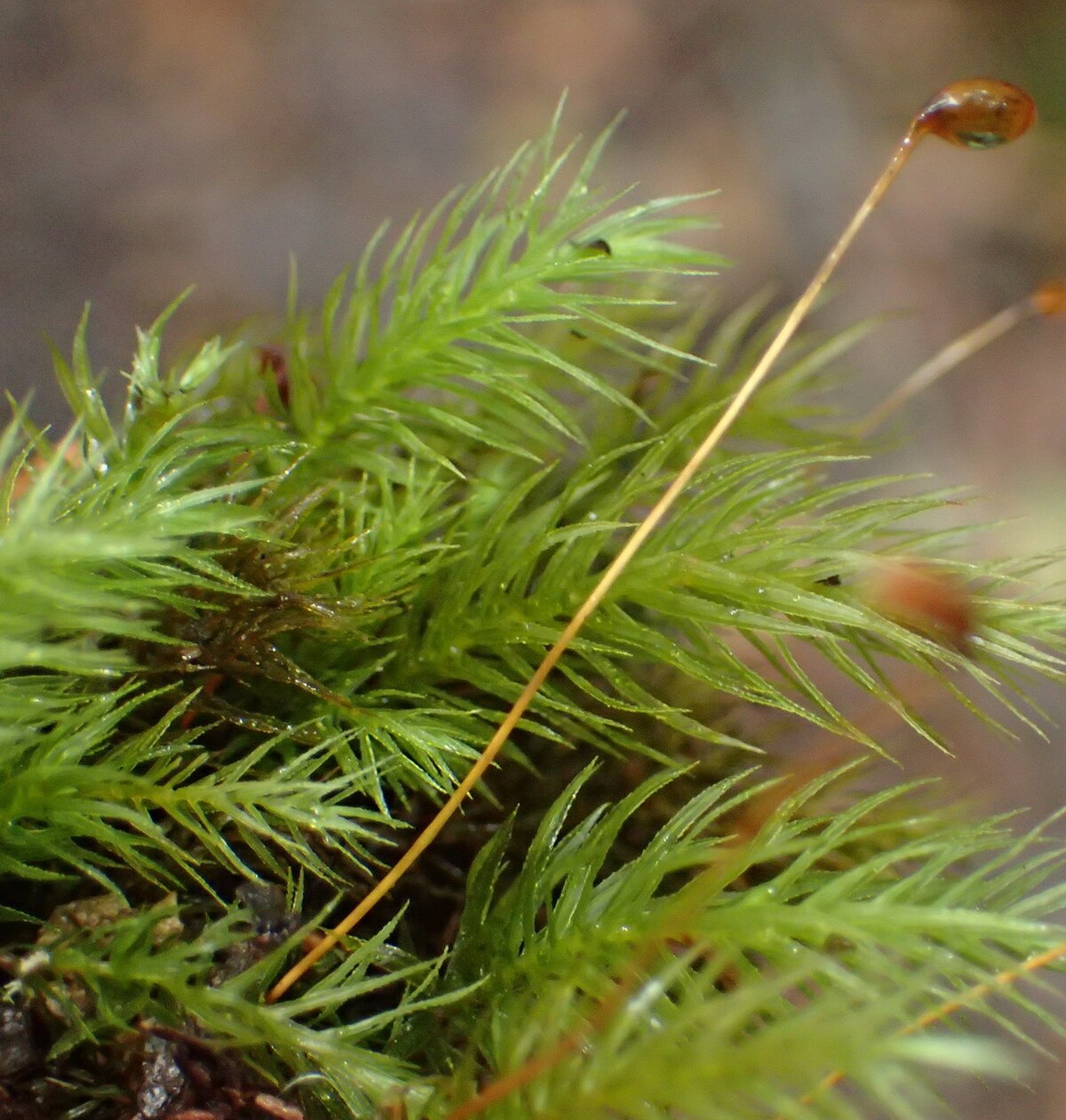 Pyrrhobryum spiniforme