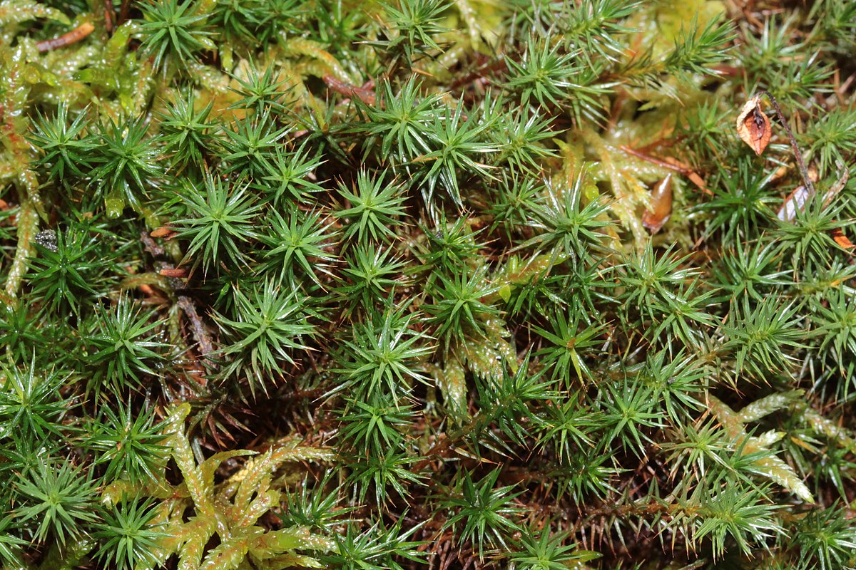 Polytrichum strictum