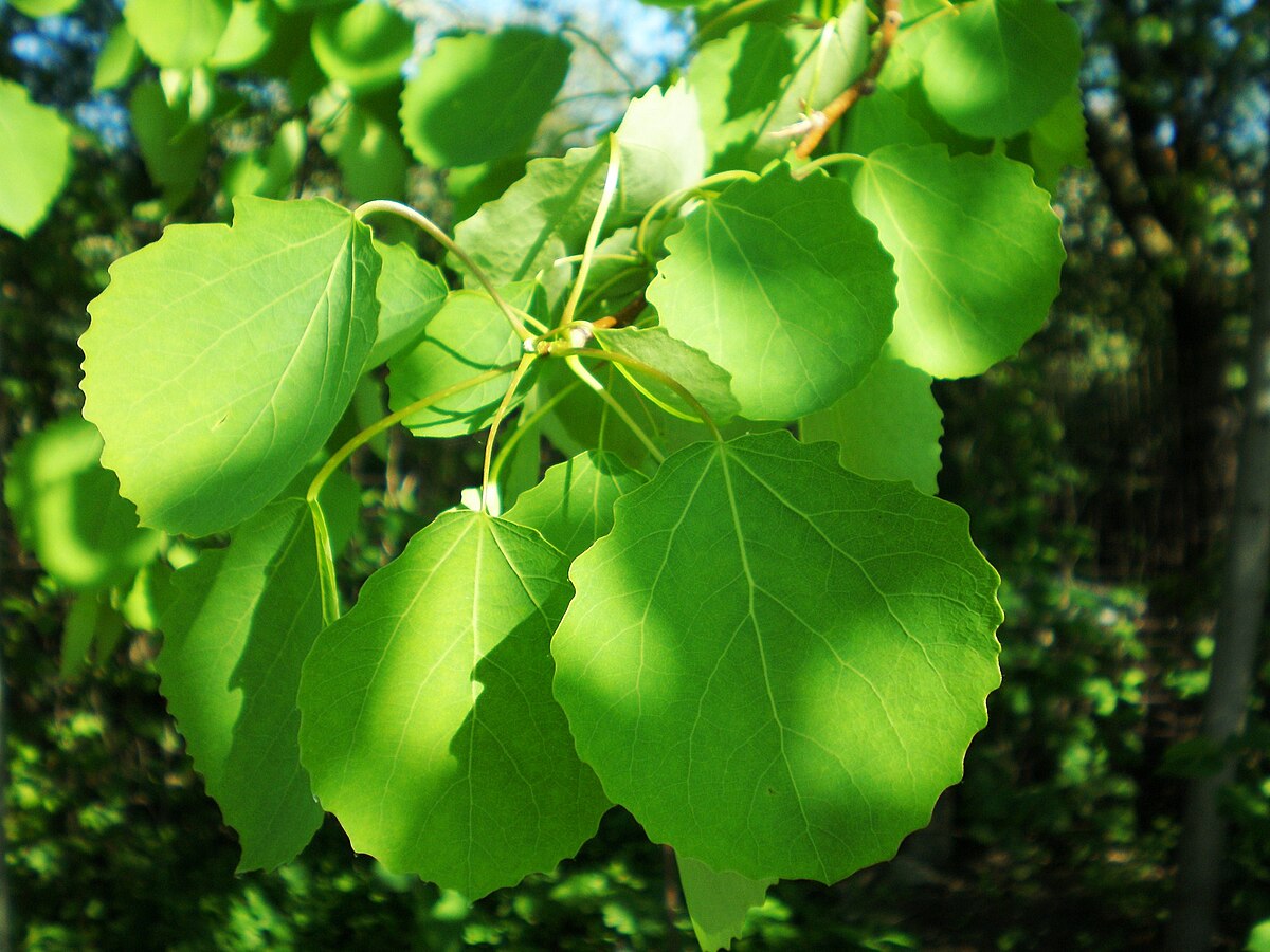 Populus tremula PA717-H1