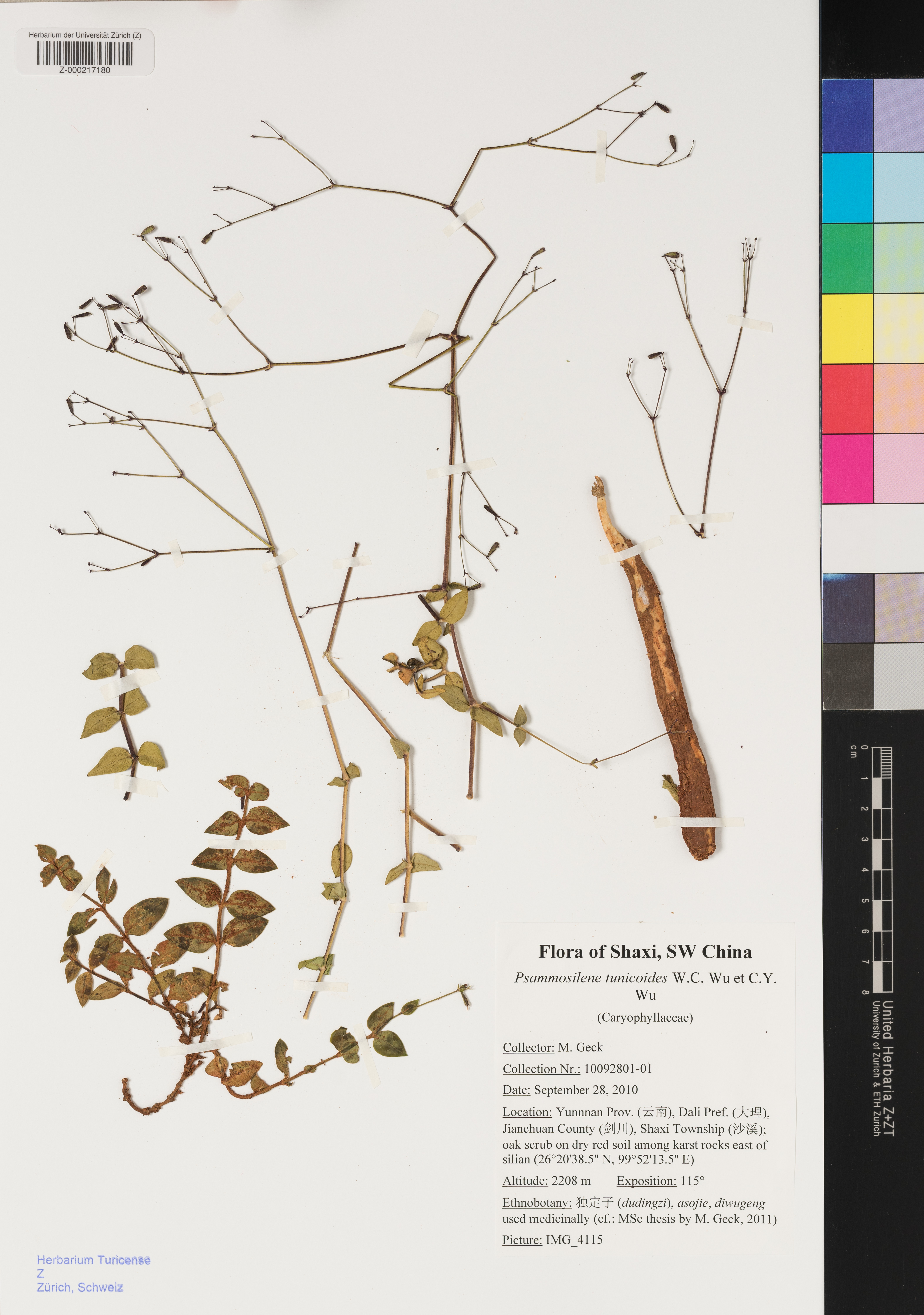 Psammosilene tunicoides