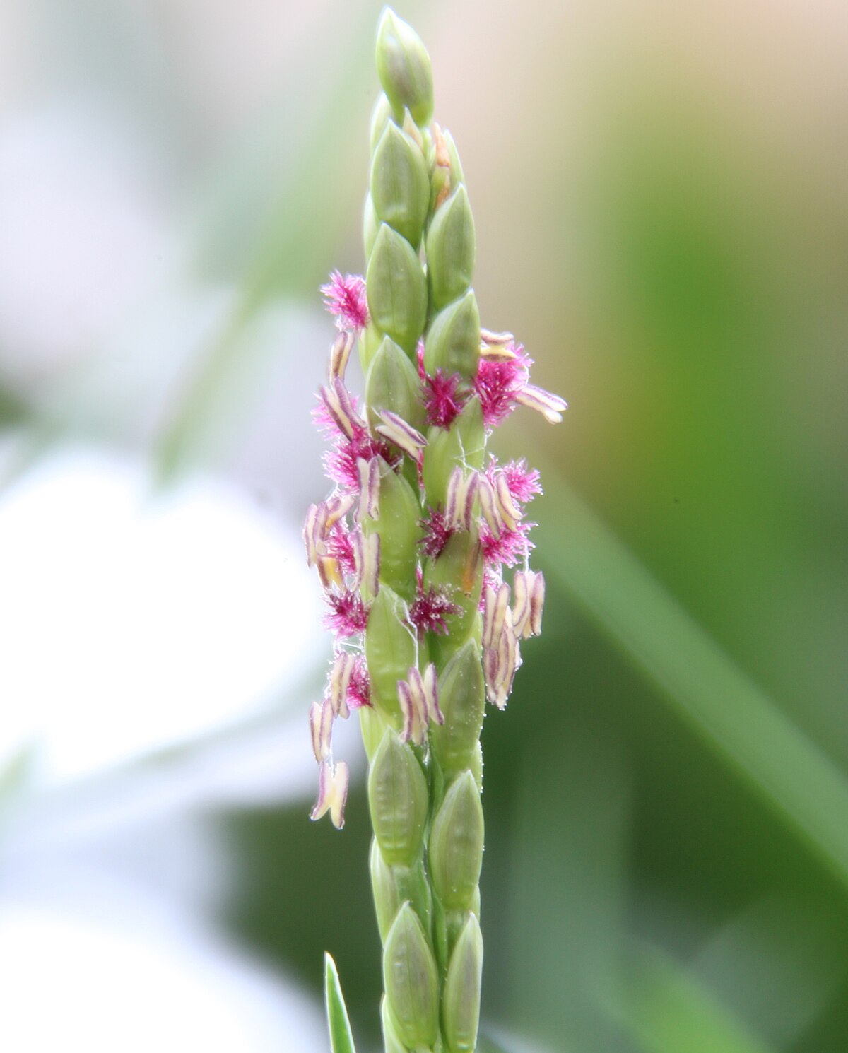 Paspalum vaginatum