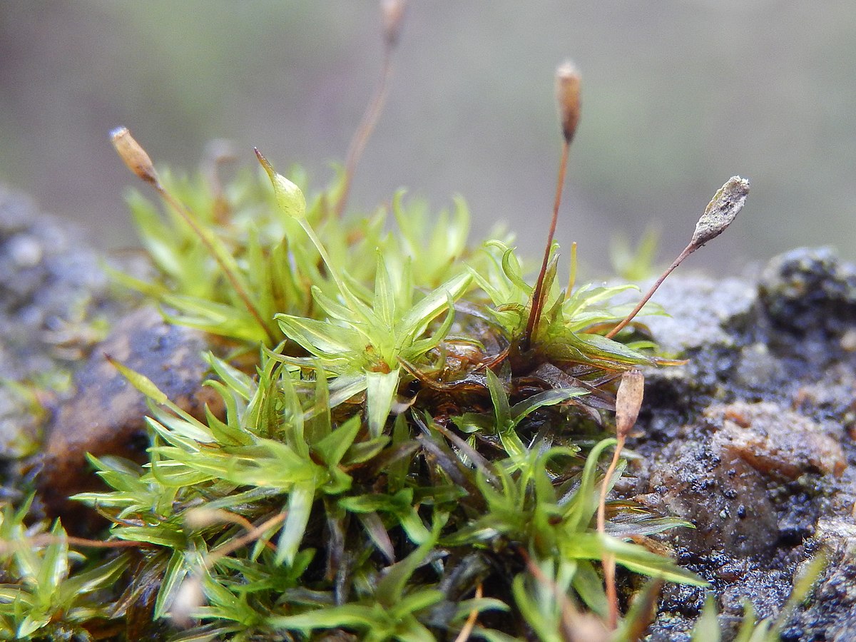 Ptychomitrium wilsonii