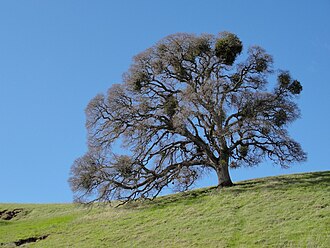 Quercus lobata