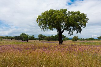 Quercus suber