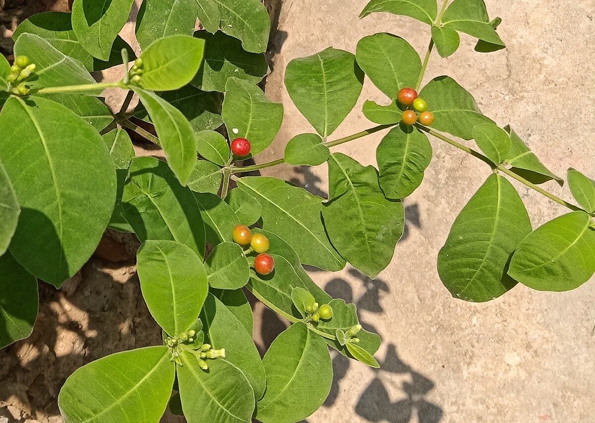 Rauvolfia tetraphylla