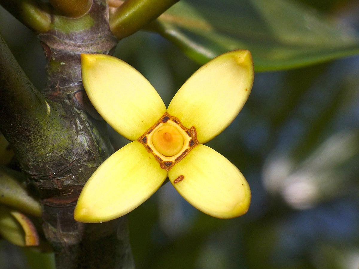 Rhizophora apiculata