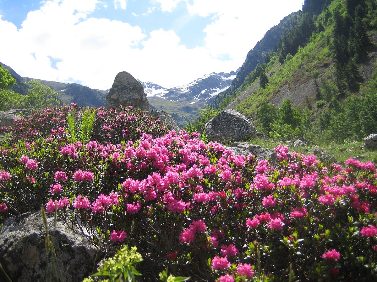 Rhododendron ripense