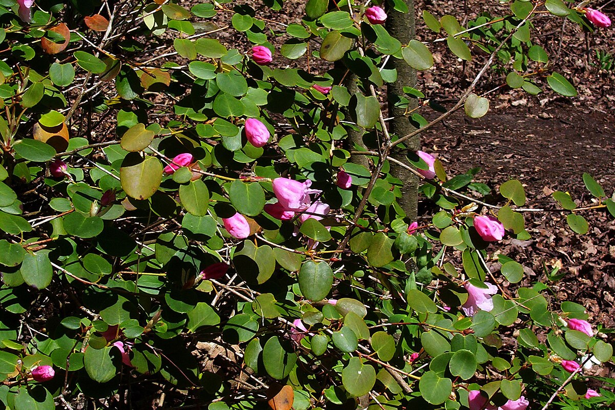 Rhododendron williamsianum