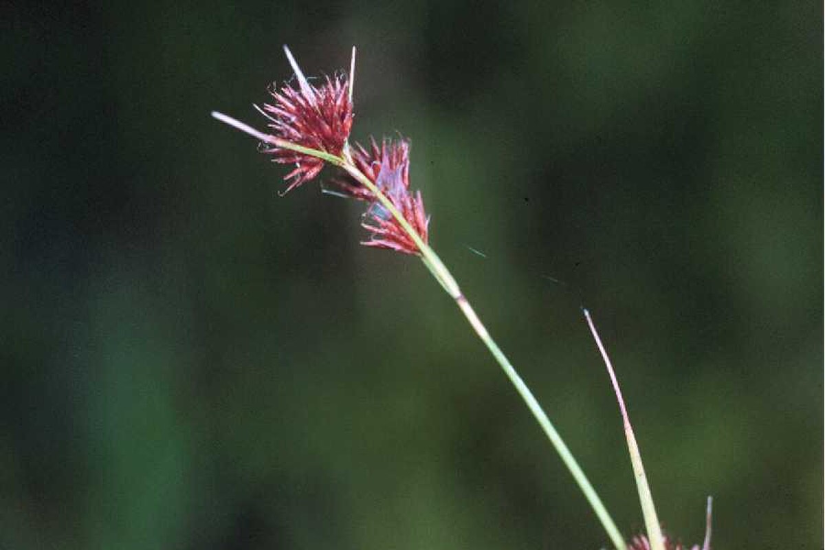 Rhynchospora pubera
