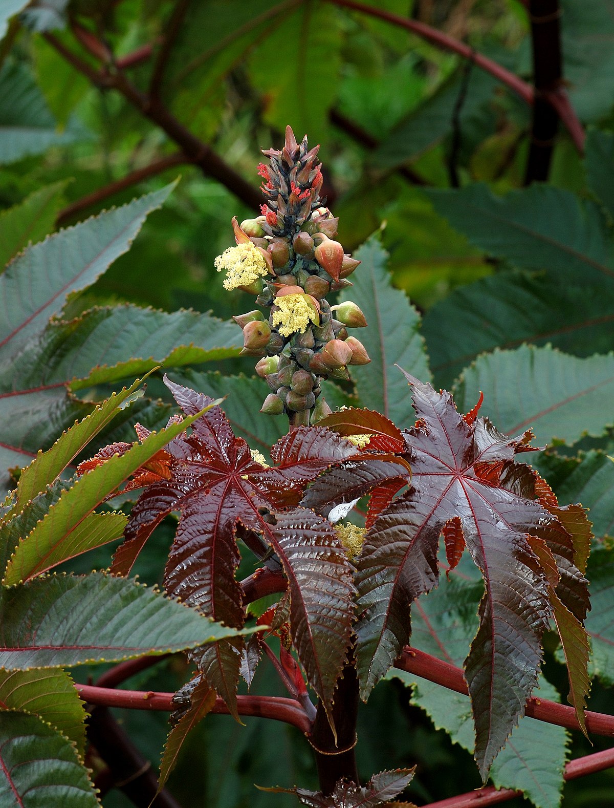 Ricinus communis