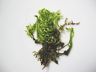 Rhynchostegium
