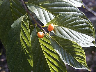 Rhamnella rubrinervis