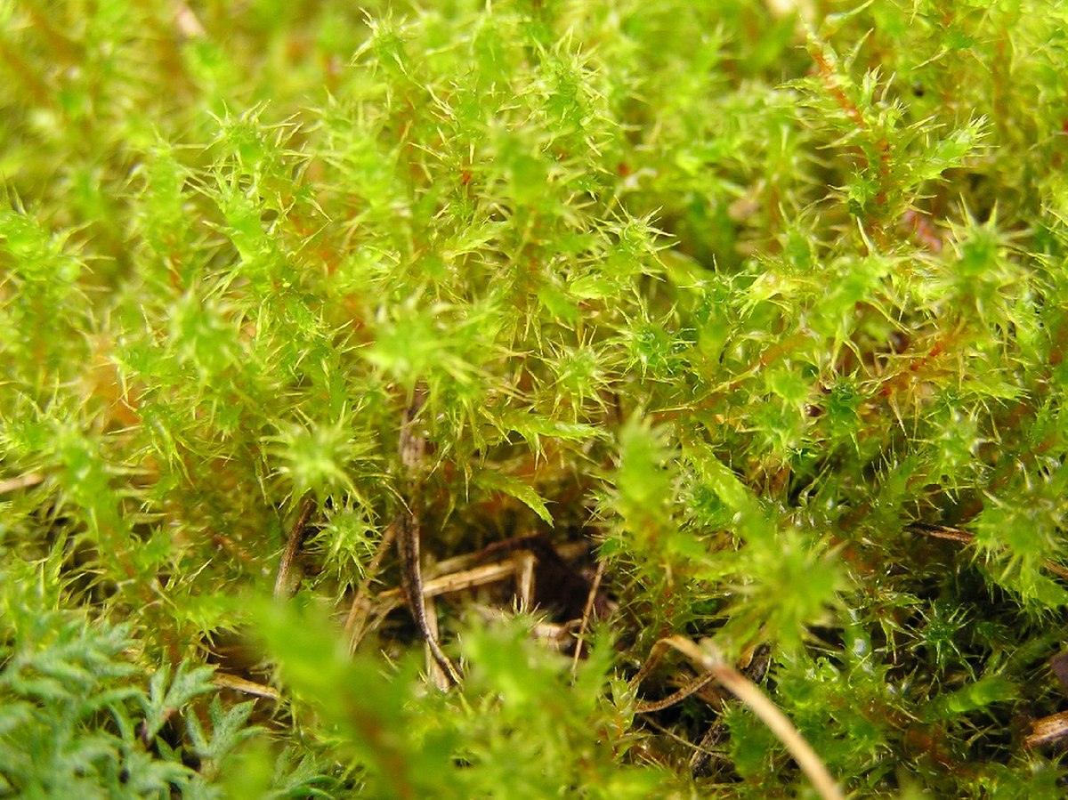 Rhytidiadelphus subpinnatus