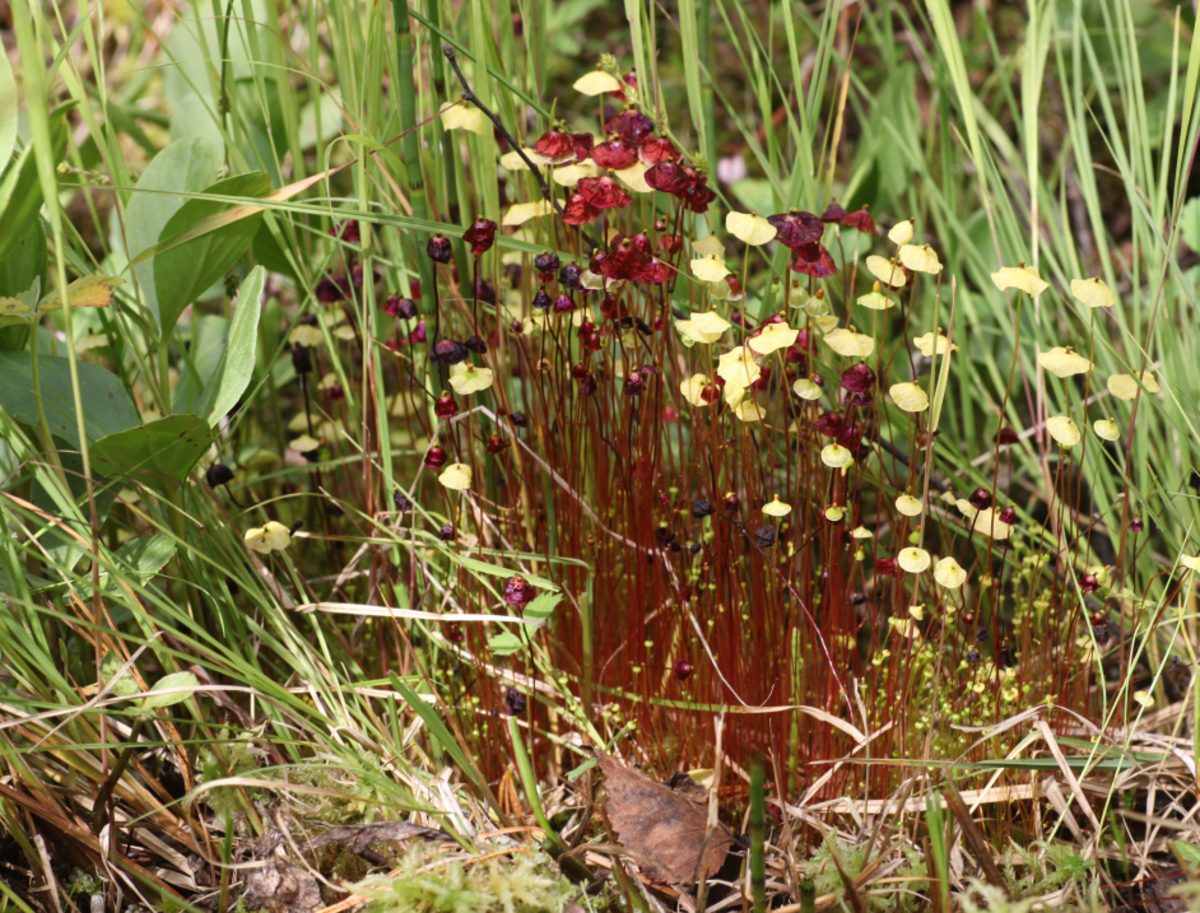 Splachnum ampullaceum