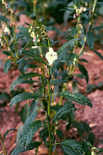 Sesamum angolense