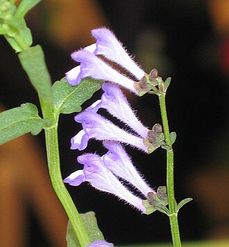Scutellaria barbata
