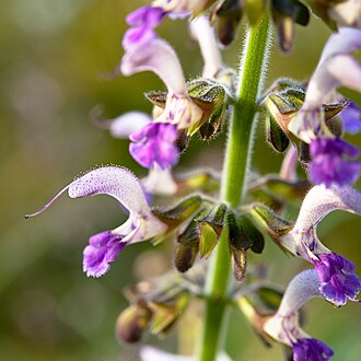 Salvia bowleyana