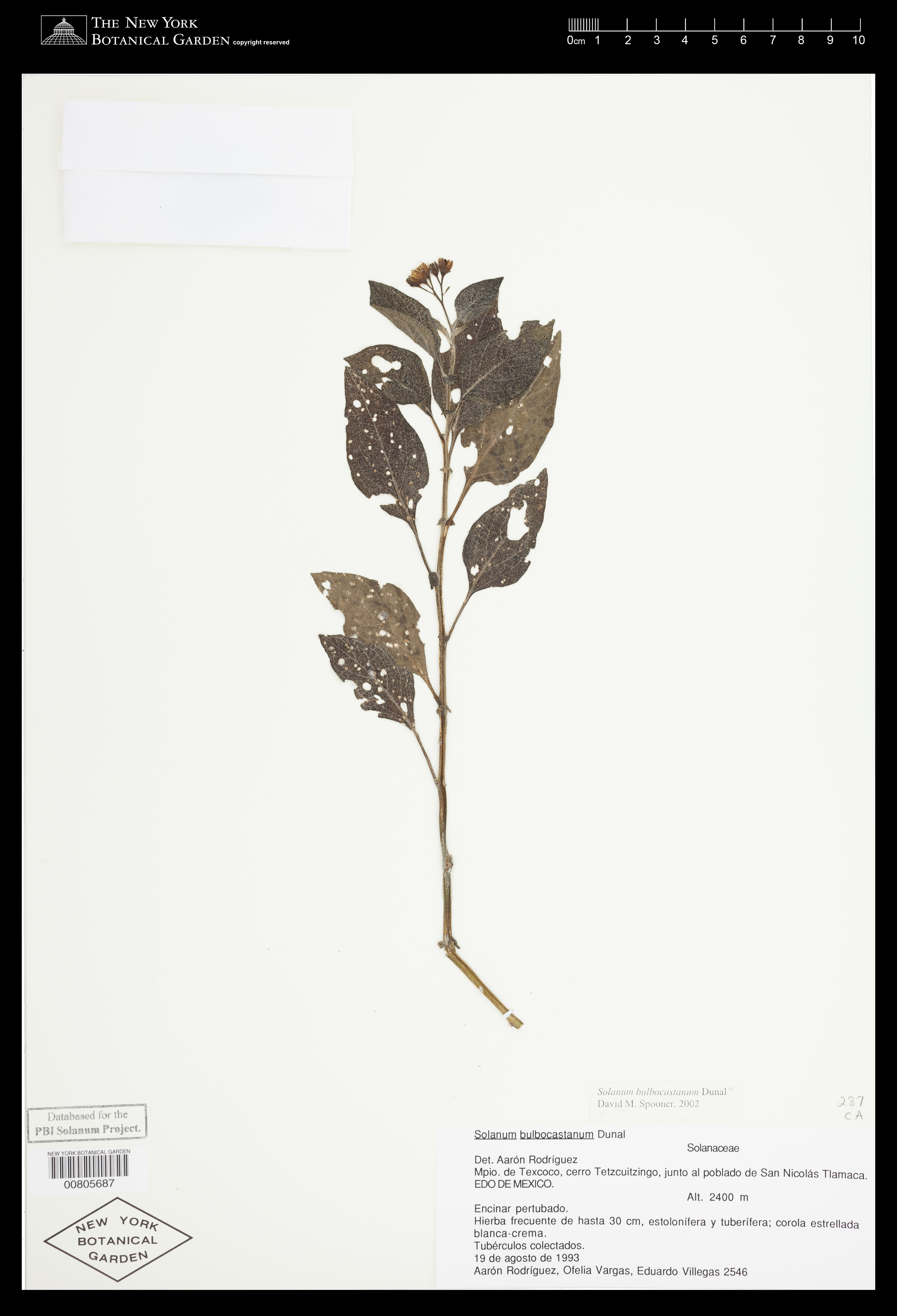 Solanum bulbocastanum