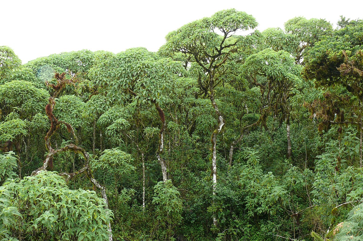 Scalesia atractyloides