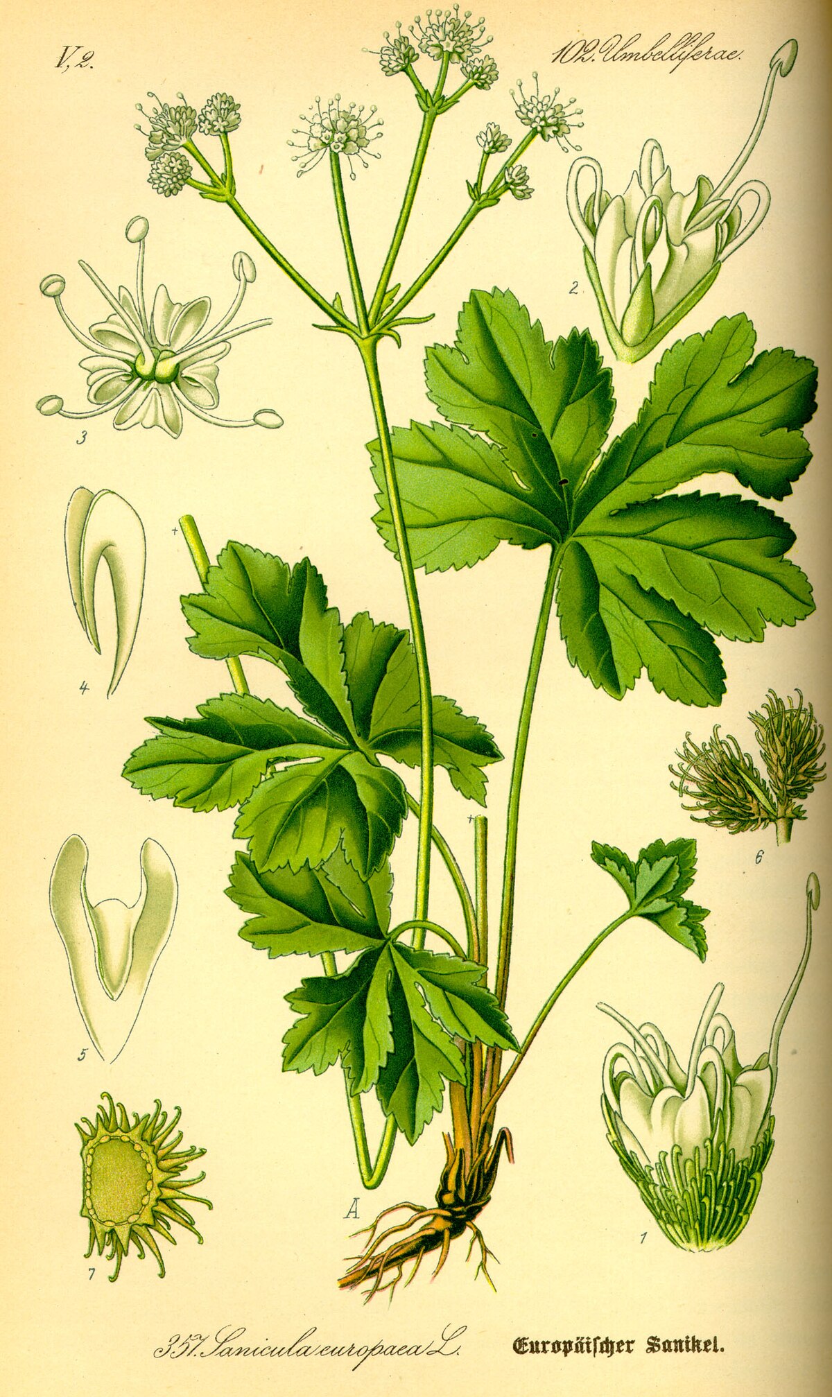 Sanicula chinensis