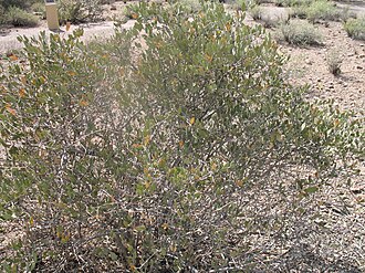 Jojoba