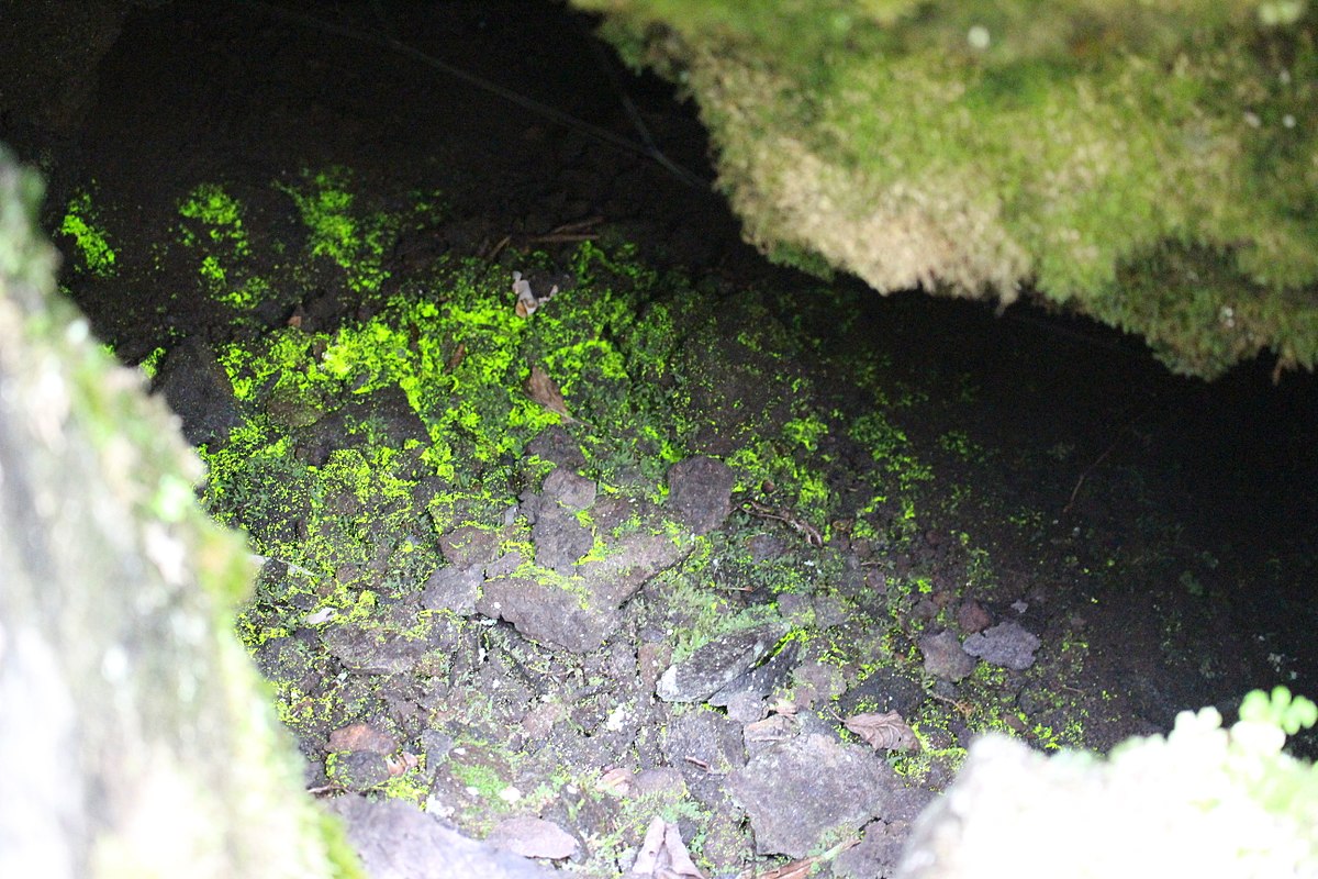Schistostega pennata