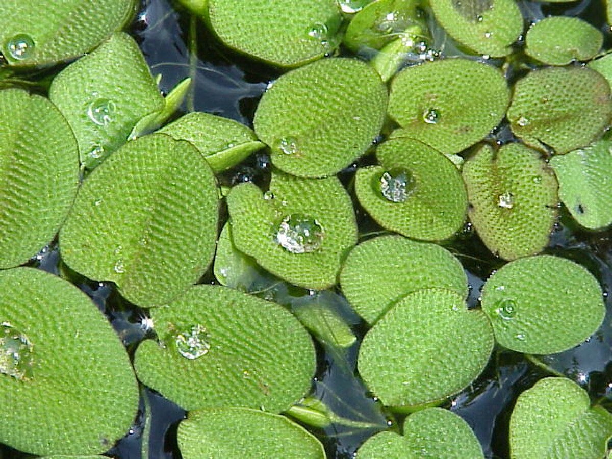 Salvinia cucullata