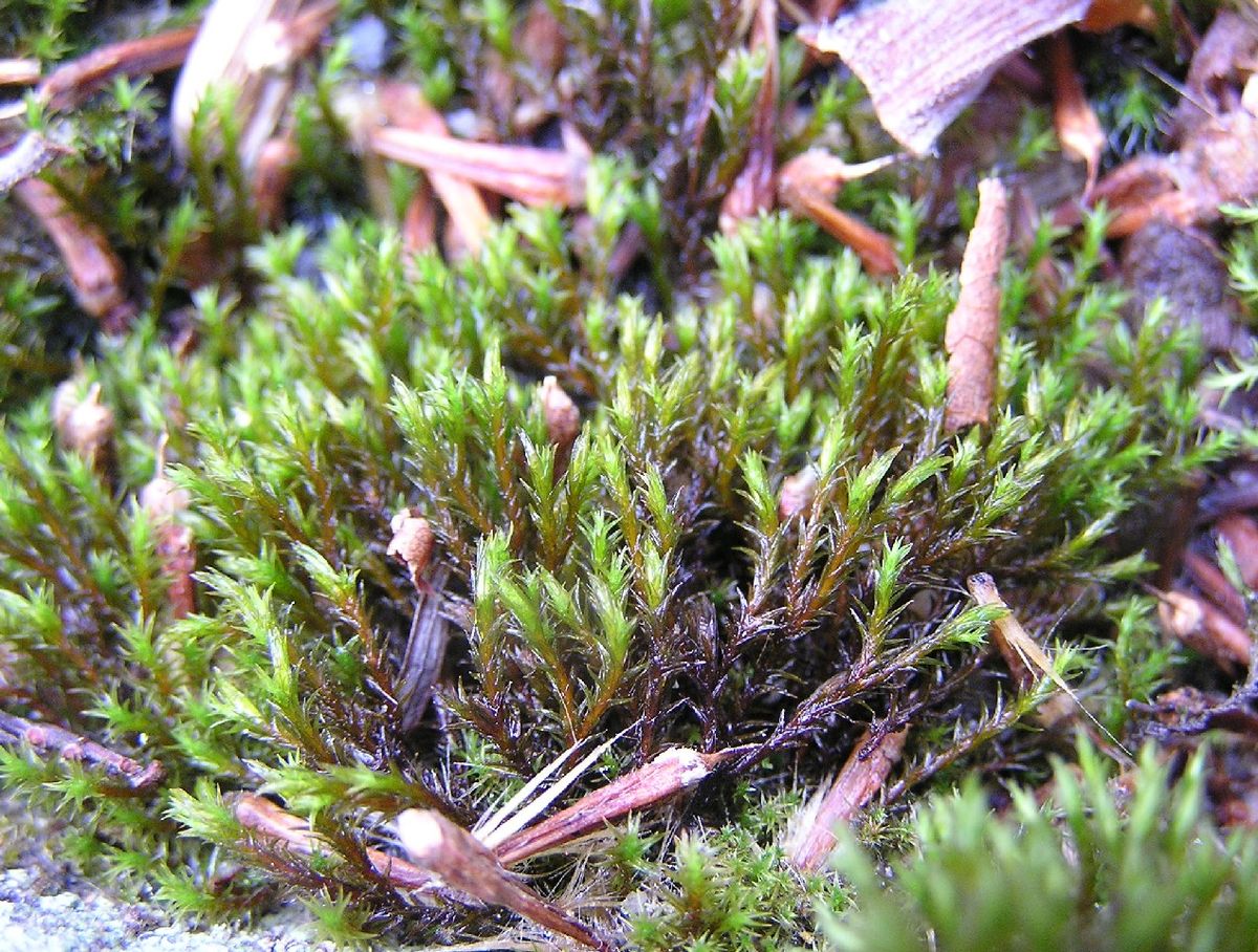 Schistidium cupulare