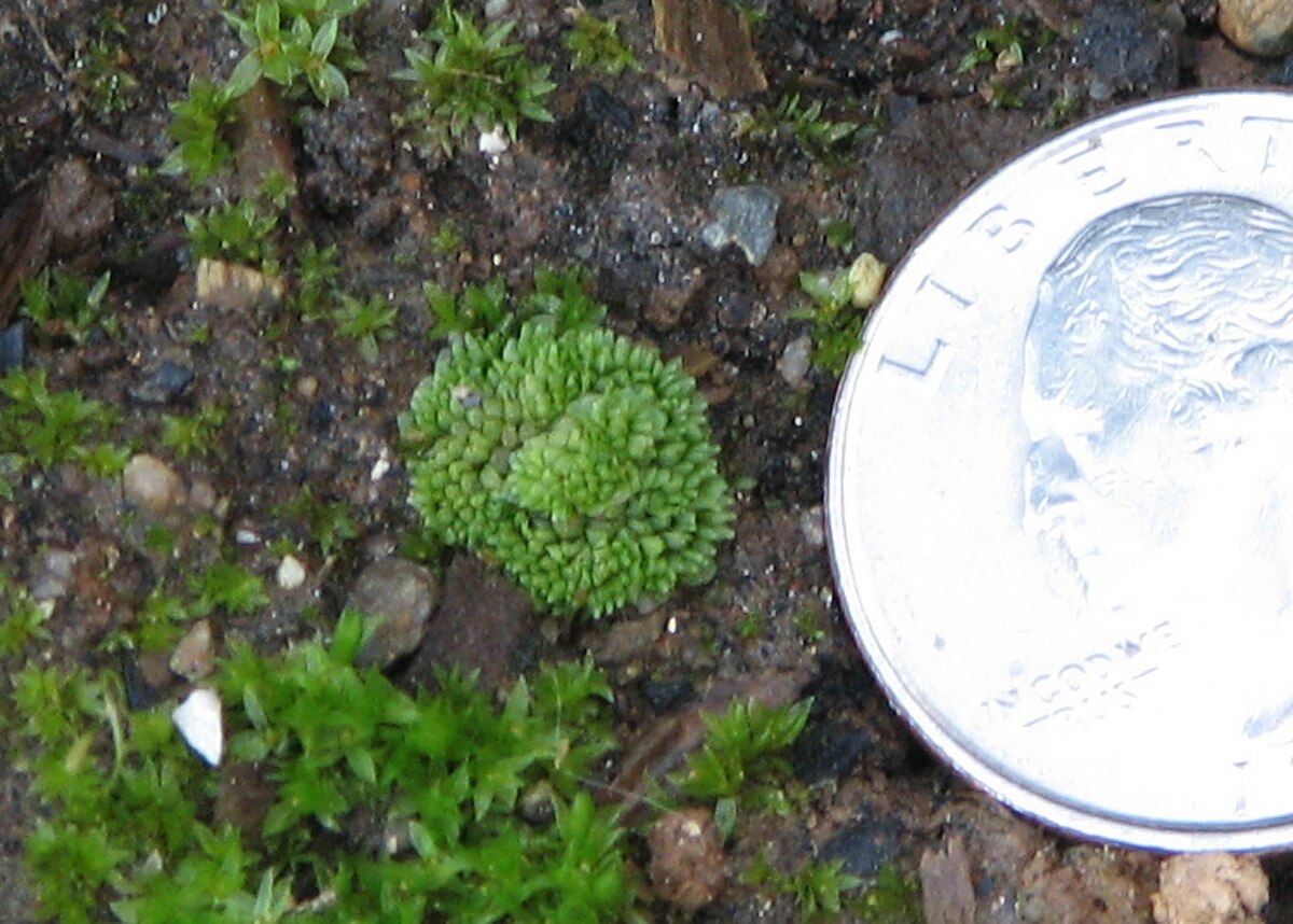 Sphaerocarpos donnellii