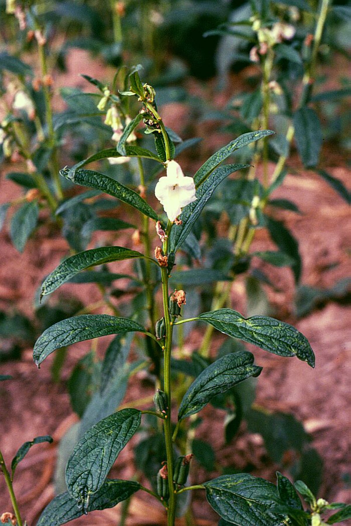 Sesamum latifolium