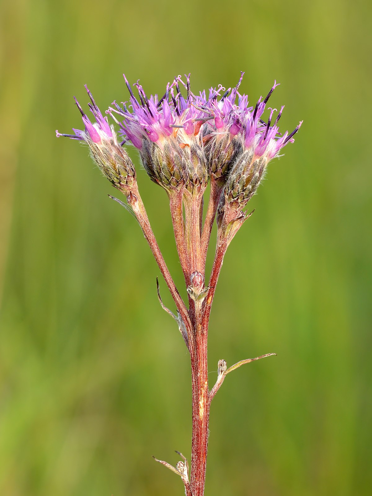 Saussurea hypsipeta Diels