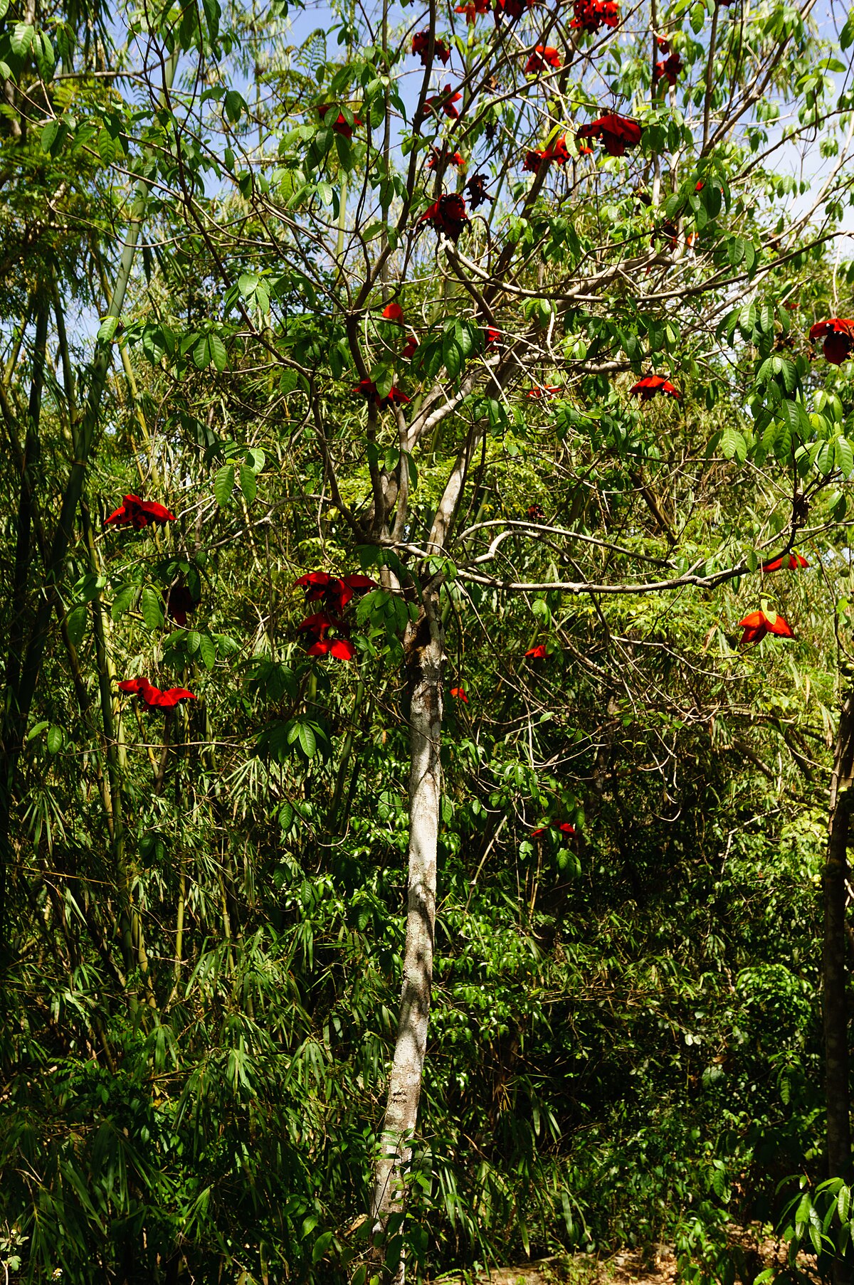 Sterculia lanceolata