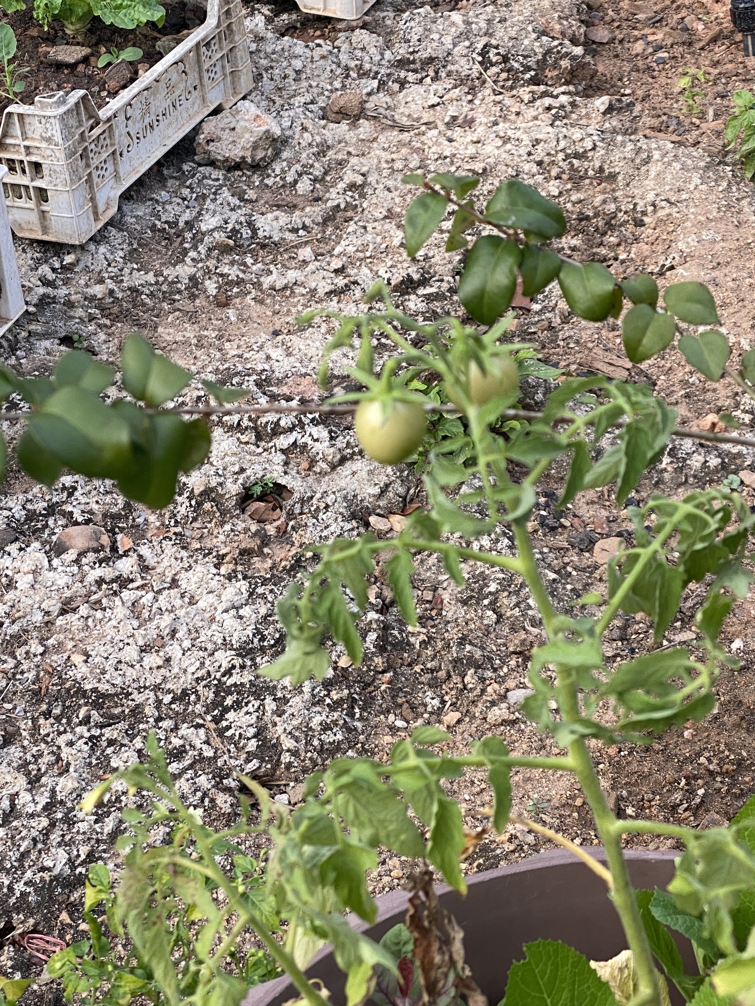 Solanum lycopersicum (alt.)