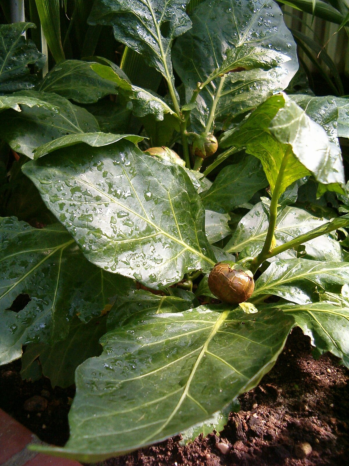 Solanum macrocarpon