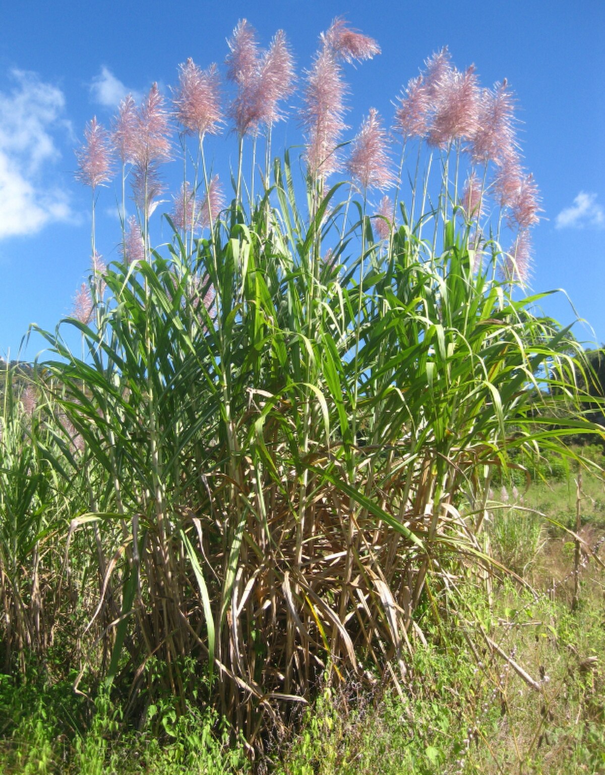 Saccharum officinarum