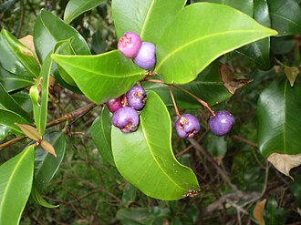 Syzygium oleosum
