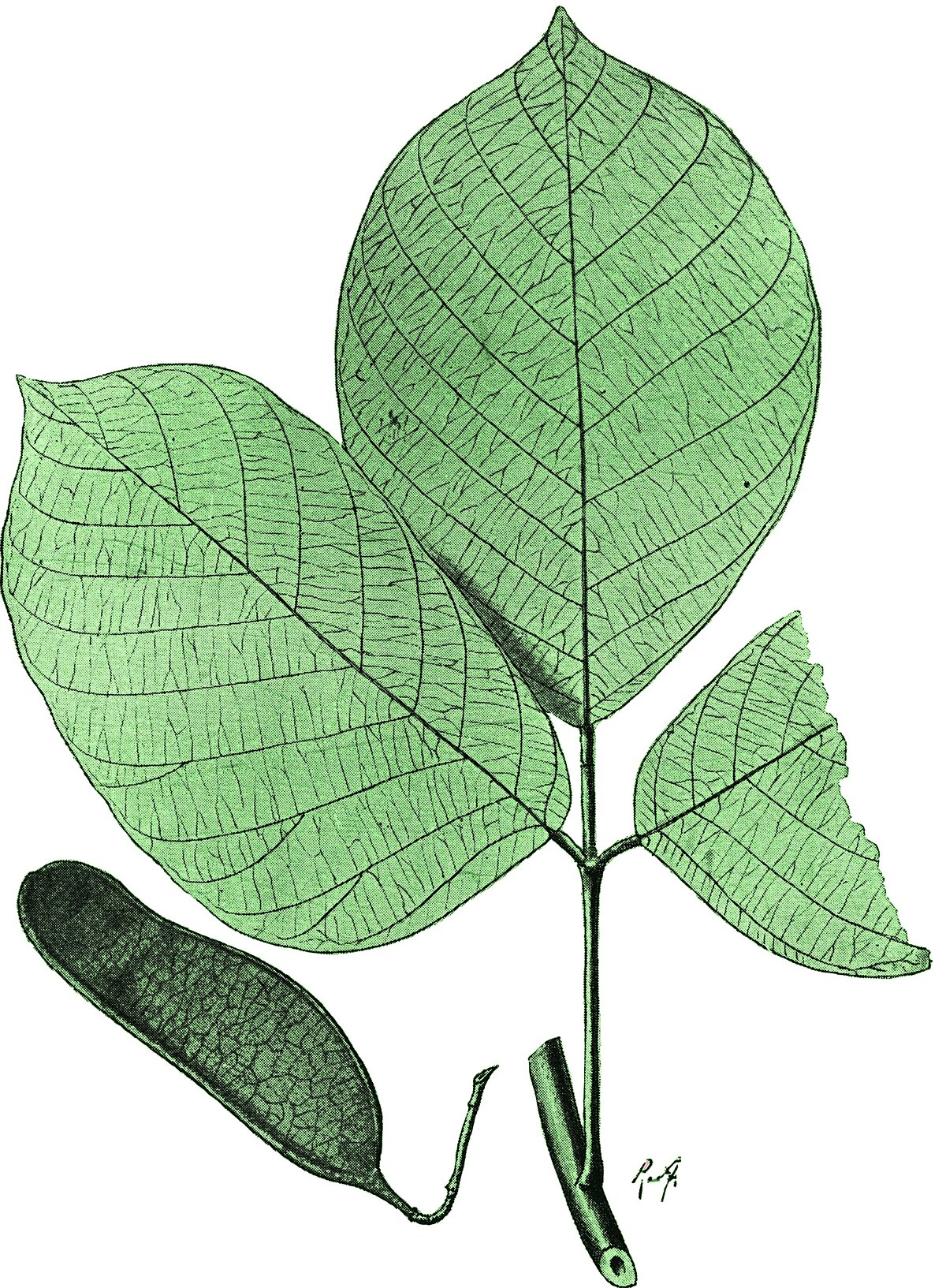 Spatholobus suberectus