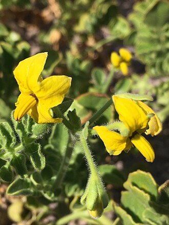 Solanum pennellii