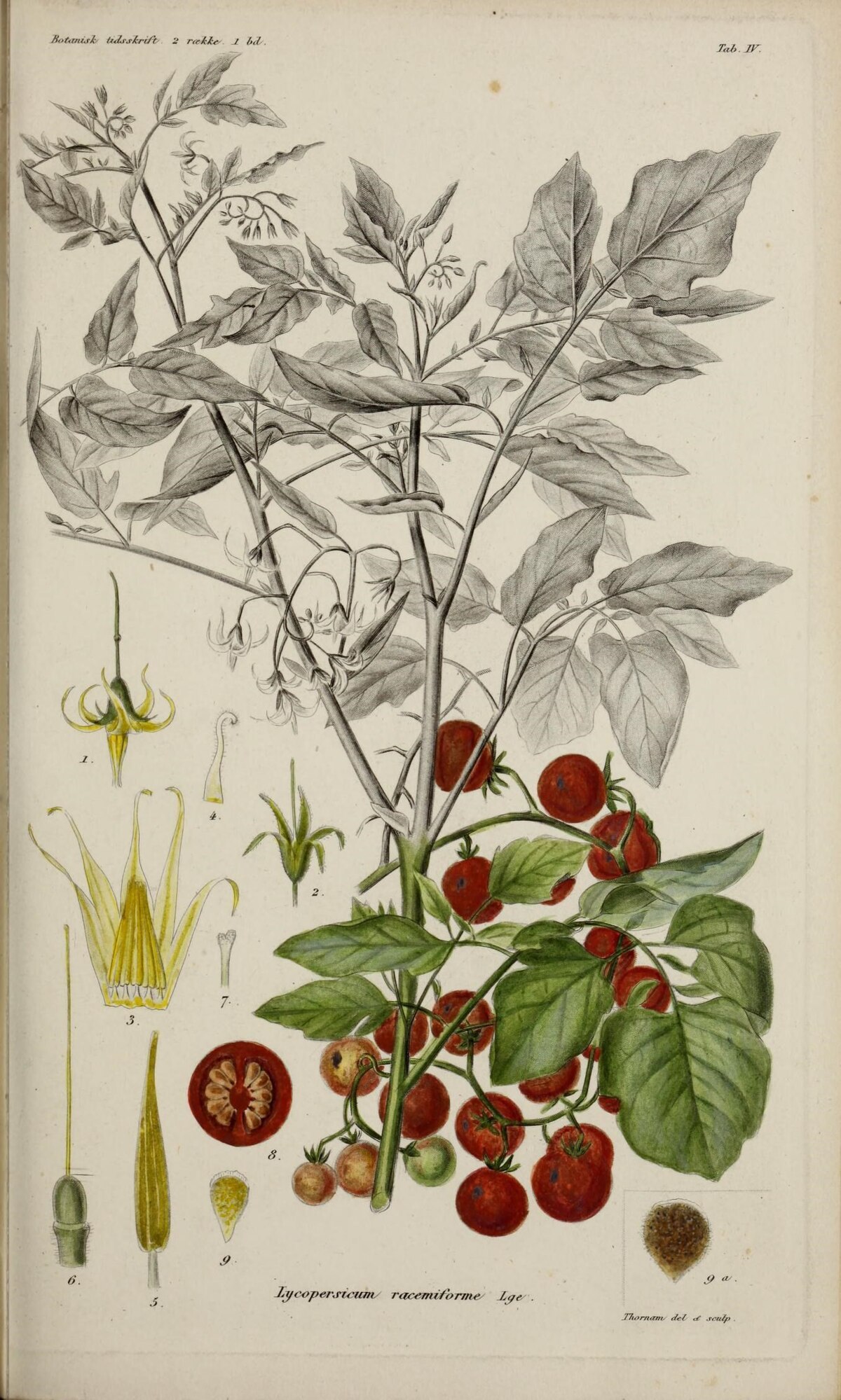Solanum pimpinellifolium LA2093