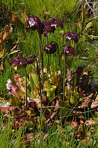 Sarracenia purpurea