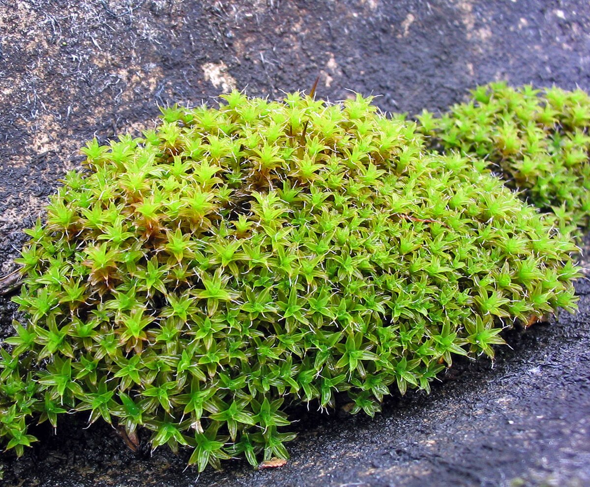 Syntrichia ruralis