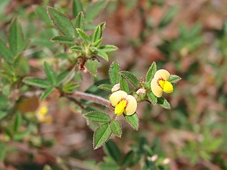 Stylosanthes scabra