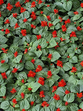 Salvia splendens