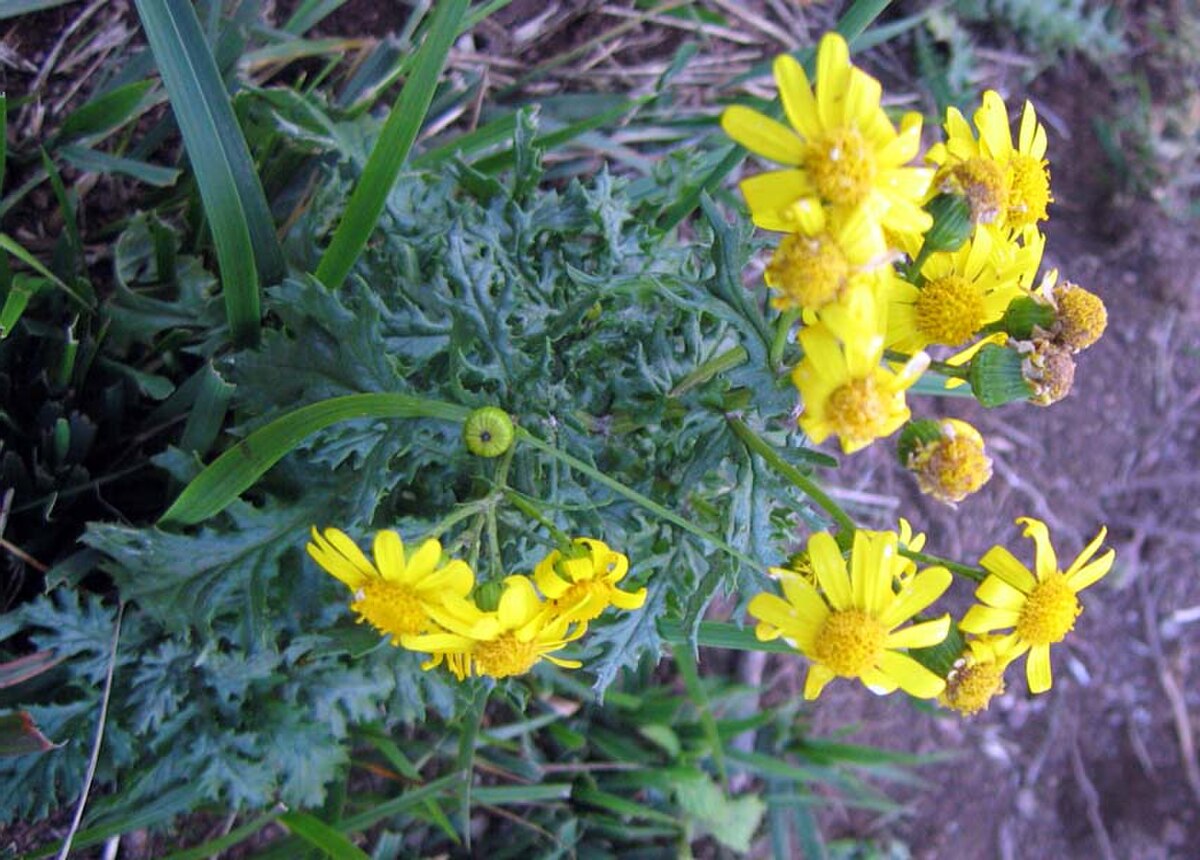Senecio squalidus